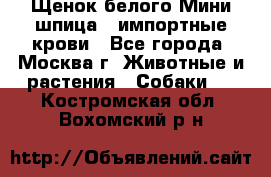 Щенок белого Мини шпица , импортные крови - Все города, Москва г. Животные и растения » Собаки   . Костромская обл.,Вохомский р-н